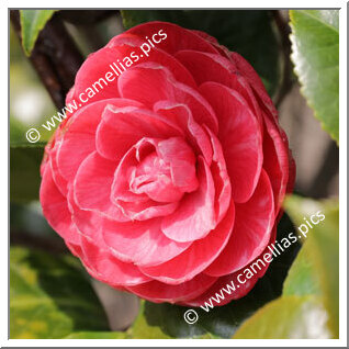 Camellia Japonica 'Marietta Bellotti'