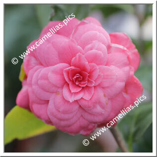 Camellia Japonica 'Marietta Massani'