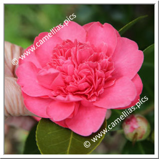 Camellia Japonica 'Marinka '