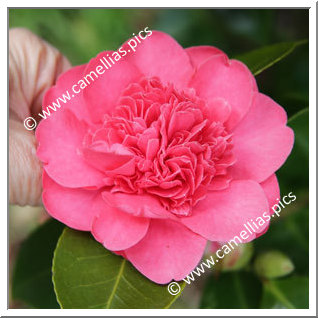 Camellia Japonica 'Marinka '