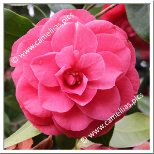 Camellia Japonica 'Marion Hatcher'