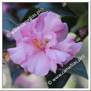 Camellia Sasanqua 'Mariotti Bacchi'