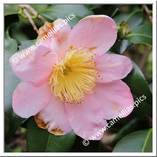 Camellia Japonica 'Marité'