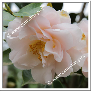Camellia Japonica 'Marjorie Magnificent'