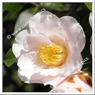 Camellia Japonica 'Marjorie Magnificent'