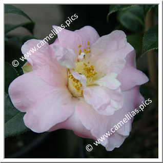 Camellia Hybrid C.x williamsii 'Marjorie Waldegrave'