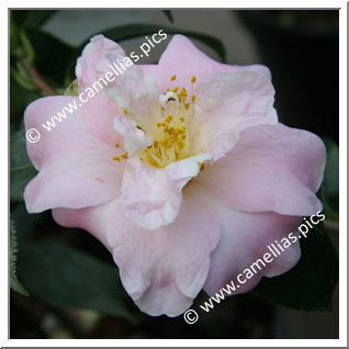 Camellia Hybrid C.x williamsii 'Marjorie Waldegrave'