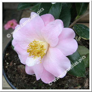 Camellia Hybride C.x williamsii 'Marjorie Waldegrave'