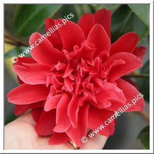 Camellia Japonica 'Mark Alan'