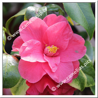 Camellia Japonica 'Marmorata '