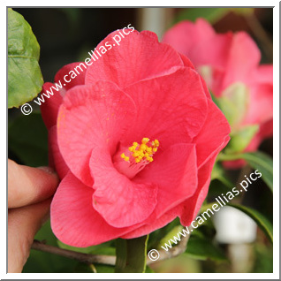 Camellia Japonica 'Marmorata '