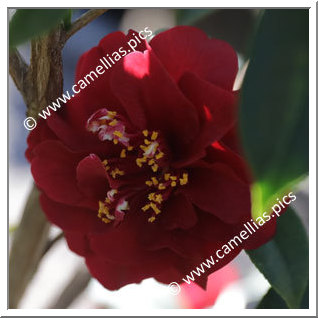 Camellia Japonica 'Maroon and Gold'