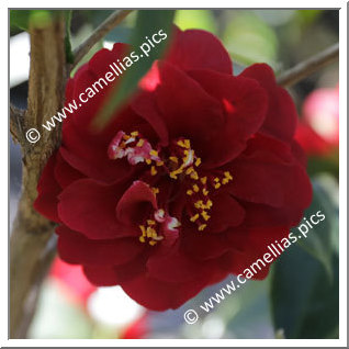 Camellia Japonica 'Maroon and Gold'