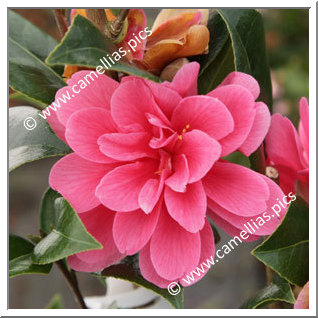 Camellia Hybrid C.x williamsii 'Marpit'