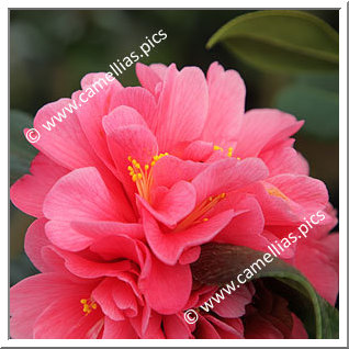 Camellia Hybrid C.x williamsii 'Marpit'