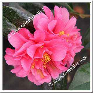 Camellia Hybride C.x williamsii 'Marpit'
