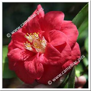 Camellia Japonica 'Mars'