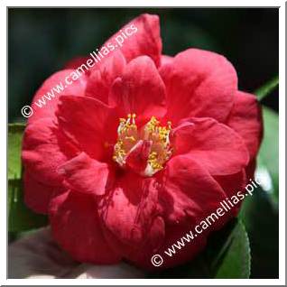 Camellia Japonica 'Mars'