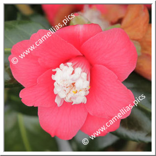 Camellia Japonica 'Marshmallow'