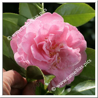 Camellia Japonica 'Martha Brice'