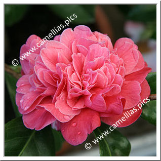 Camellia Japonica 'Madame Martin Cachet'