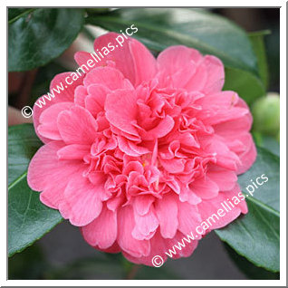 Camellia Japonica 'Madame Martin Cachet'