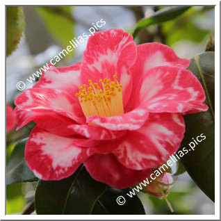 Camellia Japonica 'Eleanor Martin Supreme'