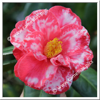 Camellia Japonica 'Eleanor Martin Supreme'