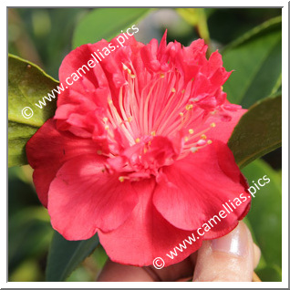 Camellia Japonica 'Mary Caroni'