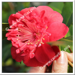 Camellia Japonica 'Mary Caroni'