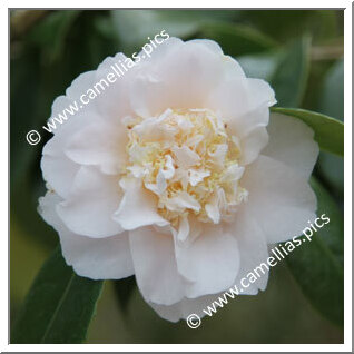 Camellia Japonica 'Mary Charlotte'