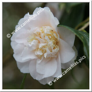 Camellia Japonica 'Mary Charlotte'