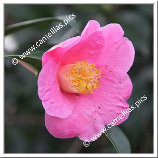 Camellia Hybrid C.x williamsii 'Mary Christian'