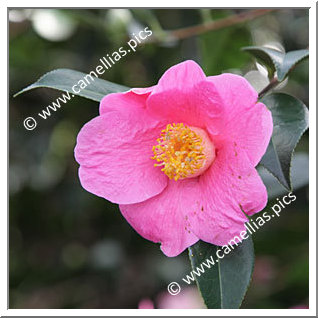 Camellia Hybride C.x williamsii 'Mary Christian'