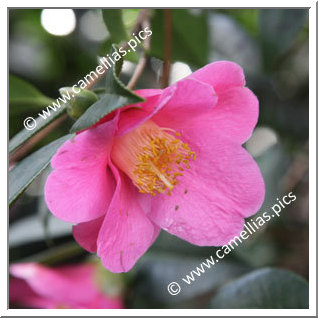 Camellia Hybrid C.x williamsii 'Mary Christian'