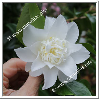 Camellia Japonica 'Mary Costa'