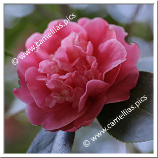 Camellia Japonica 'Mary Jo'