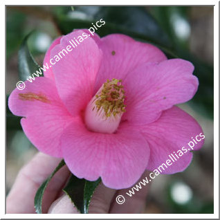 Camellia Hybrid C.x williamsii 'Mary Jobson'