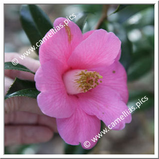 Camellia Hybrid C.x williamsii 'Mary Jobson'