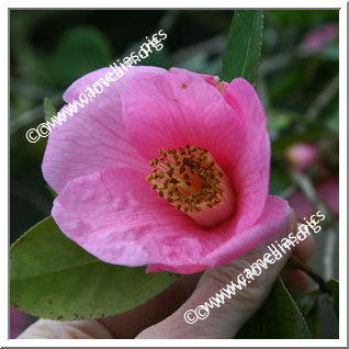 Camellia Hybrid C.x williamsii 'Mary Jobson'