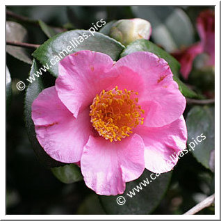 Camellia Hybride C.x williamsii 'Mary Larcom'