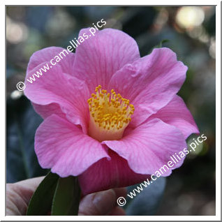 Camellia Hybrid C.x williamsii 'Mary Larcom'