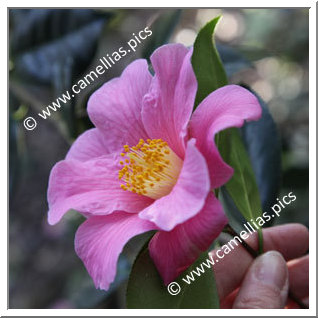 Camellia Hybrid C.x williamsii 'Mary Larcom'