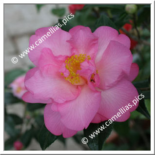 Camellia Hybride C.x williamsii 'Mary Phoebe Taylor'