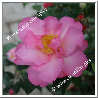 Camellia Hybrid C.x williamsii 'Mary Phoebe Taylor'