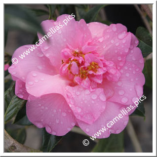Camellia Hybride C.x williamsii 'Mary Phoebe Taylor'