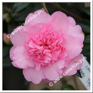 Camellia Japonica 'Mary Taylor Pink '