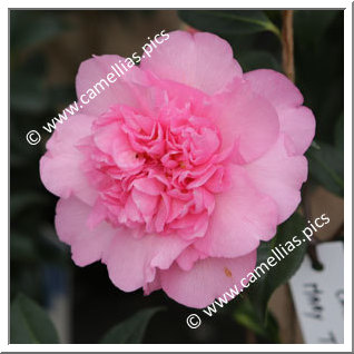 Camellia Japonica 'Mary Taylor Pink '