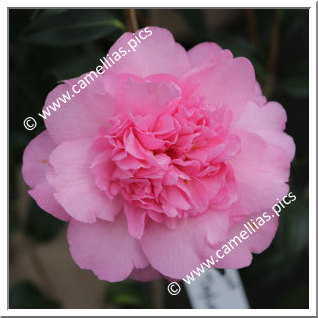 Camellia Japonica 'Mary Taylor Pink '