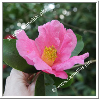 Camellia Reticulata 'Mary Williams'